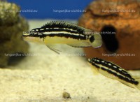 /album/fotogaleria-julidochromis-ornatus-yellow/a0-5-jpg/